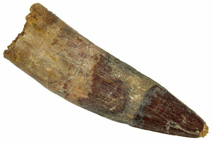 Fossil Spinosaurus Tooth - Real Dinosaur Tooth #324877